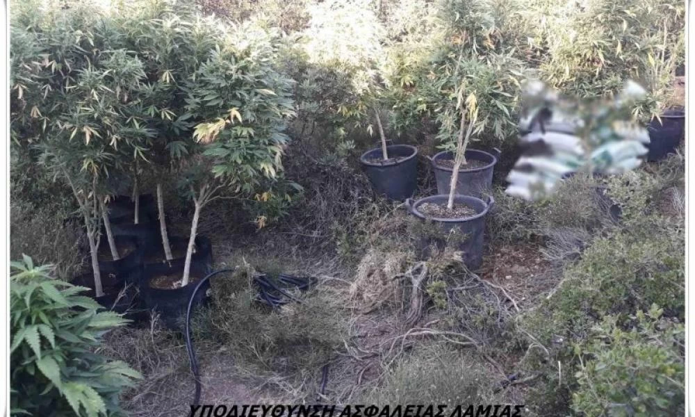 ΕΛ.ΑΣ: Συνελήφθη άνδρας για καλλιέργεια ναρκωτικών στη Φθιώτιδα